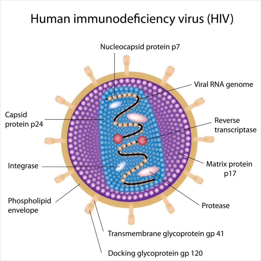 HIV结构示意图图片