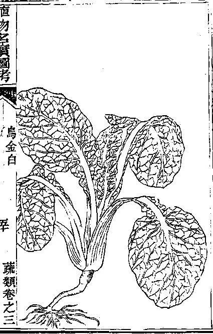 《植物名实图考》中的乌金白除了黑白菜之外,乌塌菜还有一个更为