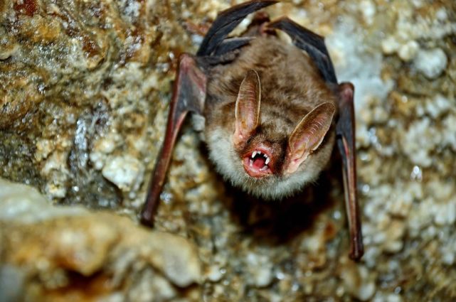 今年法律要把蝙蝠保护起来
