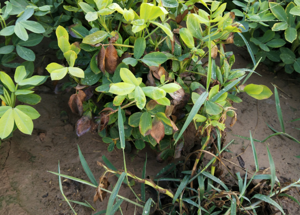 种植花生如何拌种?是用硼砂好,还是用钼酸铵好?