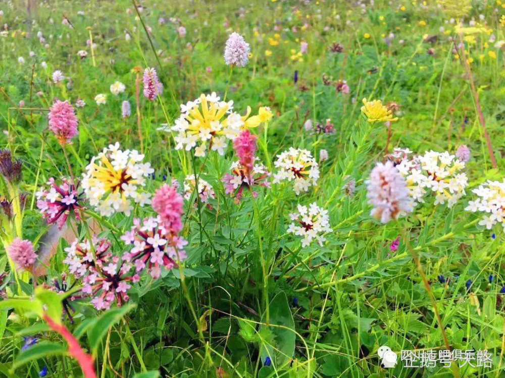 高山深谷壮观云海 米亚罗深处神秘花海 人间仙境般原生态景区 出境旅游信息网移动版