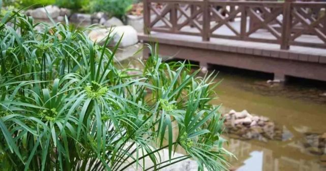 养在水池里的风车草 现在都被当作室内盆栽 叶子比花好看的植物 盆栽 水池