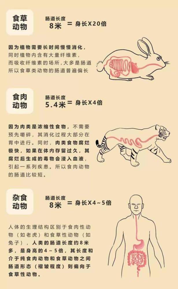 人类真的是从动物进化而来的吗 那人类是动物吗 腾讯新闻