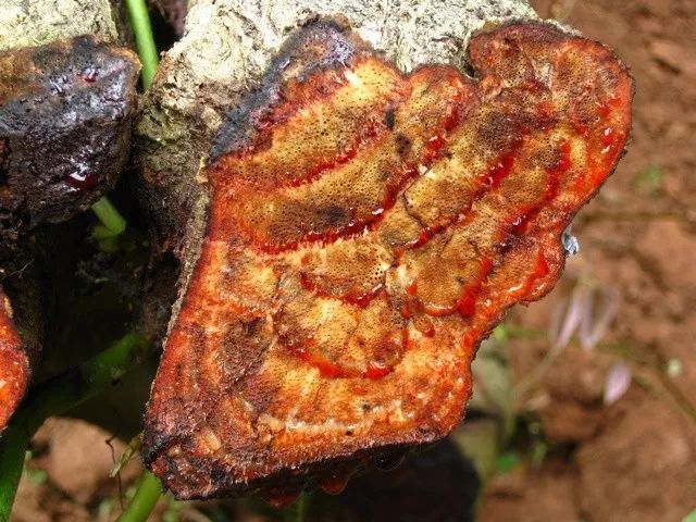 "会流血"的植物_腾讯新闻