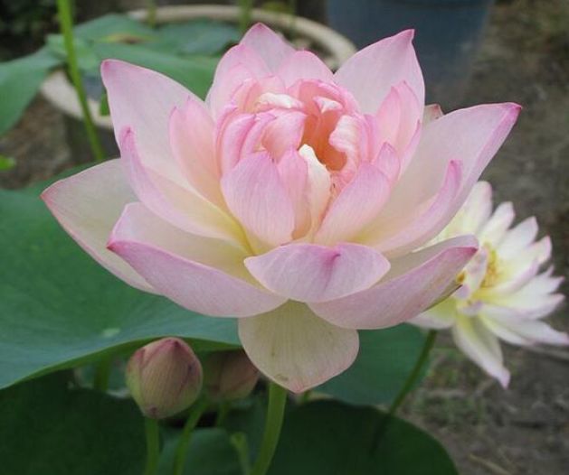 4种"女神花",漂亮好养,随便养1盆,比香水好闻,比牡丹更好看!