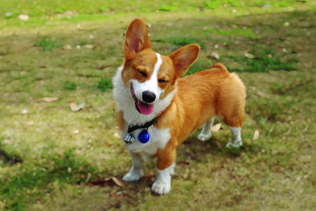 柯基犬生病的前兆 主人们要留意 柯基犬