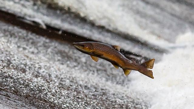 拯救欧洲鲑鱼|鱼类|鲑鱼|大西洋鲑鱼