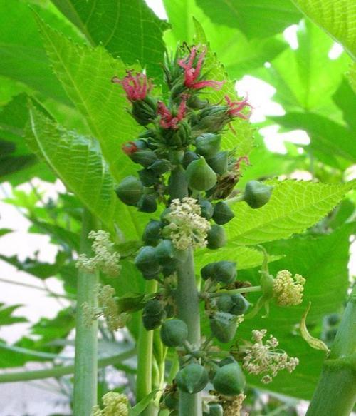 原来这种植物叫做蓖麻没听过蓖麻油一定听过