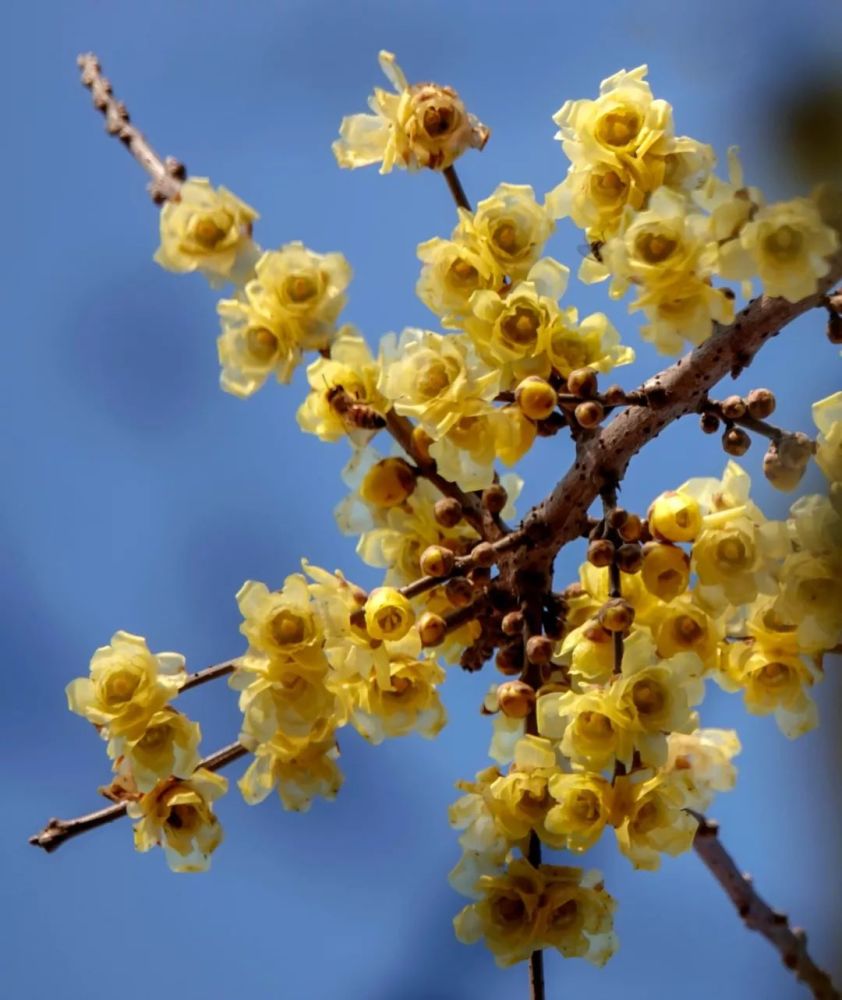 一起"云赏梅",隔着屏幕也能闻到香味!