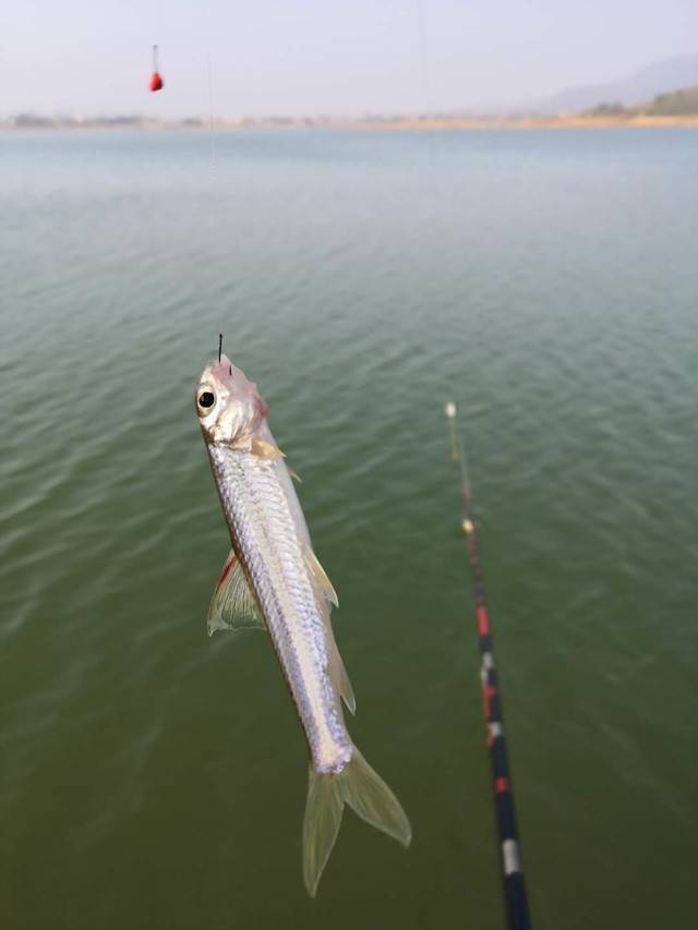 短平快快抽 船钉鱼五斤