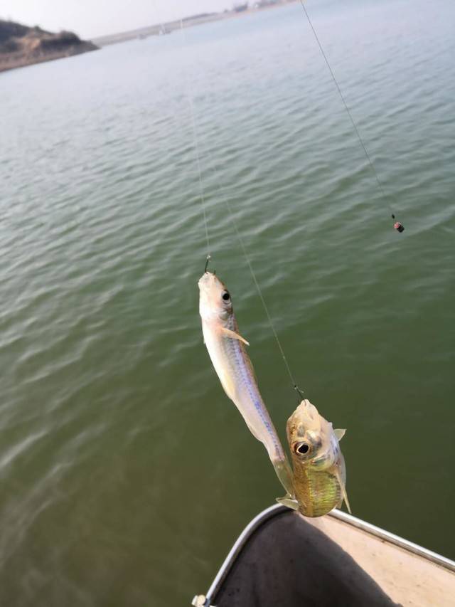 短平快快抽 船钉鱼五斤