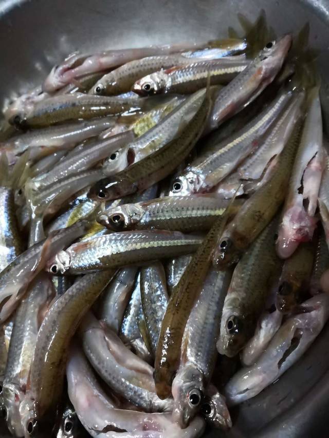 短平快快抽 船钉鱼五斤