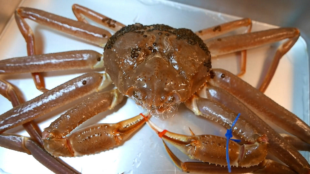 150元网购了只"长脚蟹",准备蒸时"懵"了:真吃不下_腾讯新闻