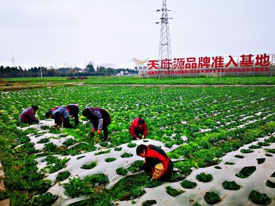 抢抓农时力保菜篮子四川圣寿源农业有限公司蔬菜基地