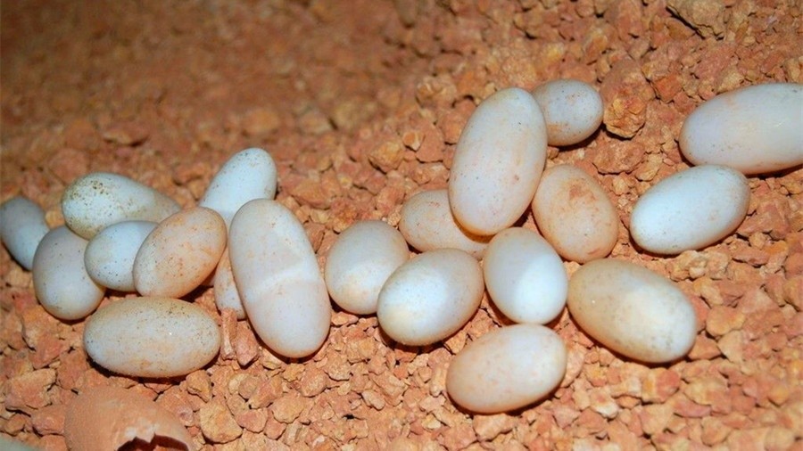 天气反复的春天乌龟喂食技巧你真的懂了吗