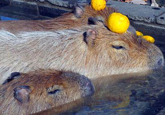 浴池里泡澡的是水豚 可从水里伸出来的却是一双 猪蹄 腾讯新闻