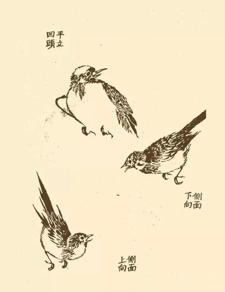 国画中的武林秘籍学会这一篇没有画不好的鸟