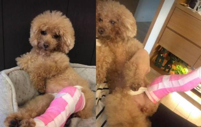 玩太疯讲不听 贵宾犬骨折在家打石膏 臭脸坐姿笑翻 早日康复哦 贵宾犬 米妮 刺猬