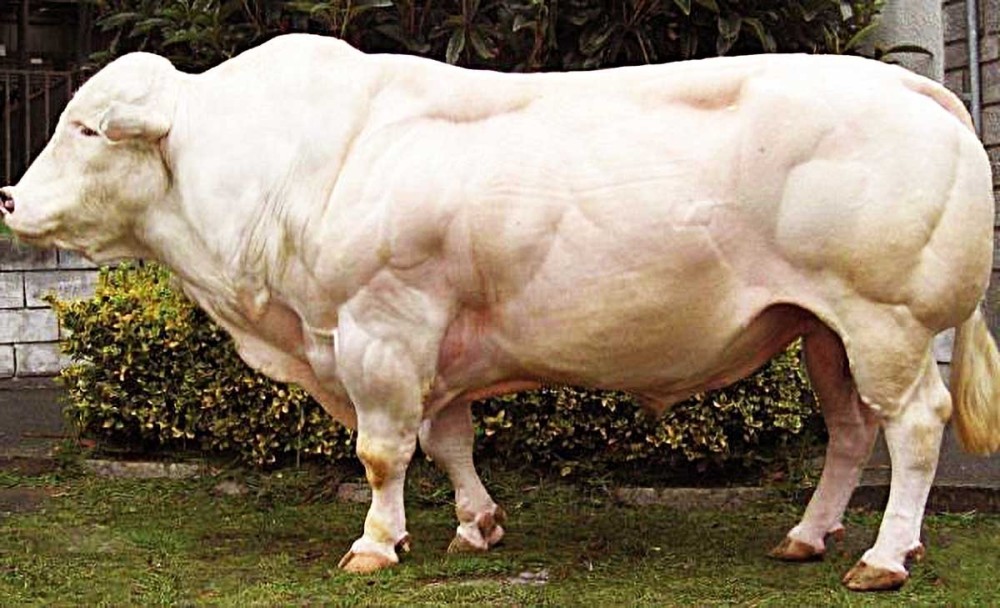 世界上最强壮的牛被称牛界巨石强森你可能早就吃过它