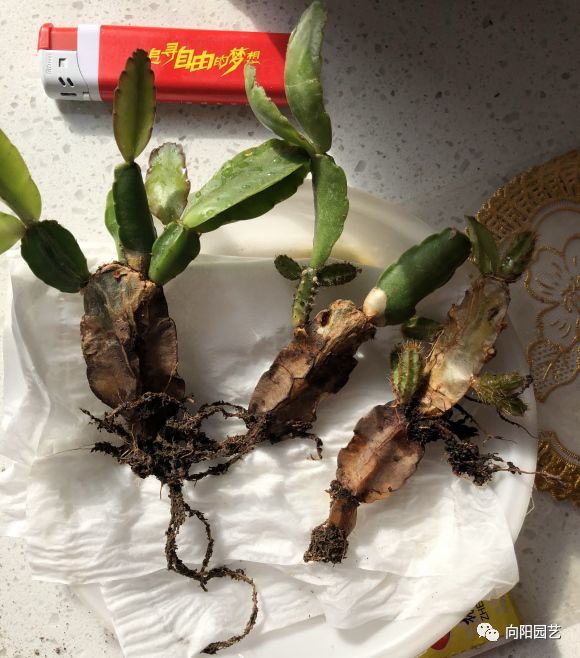 立春繁殖蟹爪兰3分钟会扦插7天就生根多到阳台放不下