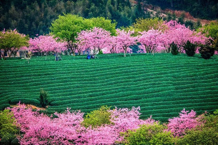 綠樹,櫻花,遠山,雲海,鳥兒……櫻花浪漫,伴著千畝茶園的清香,櫻花漫天