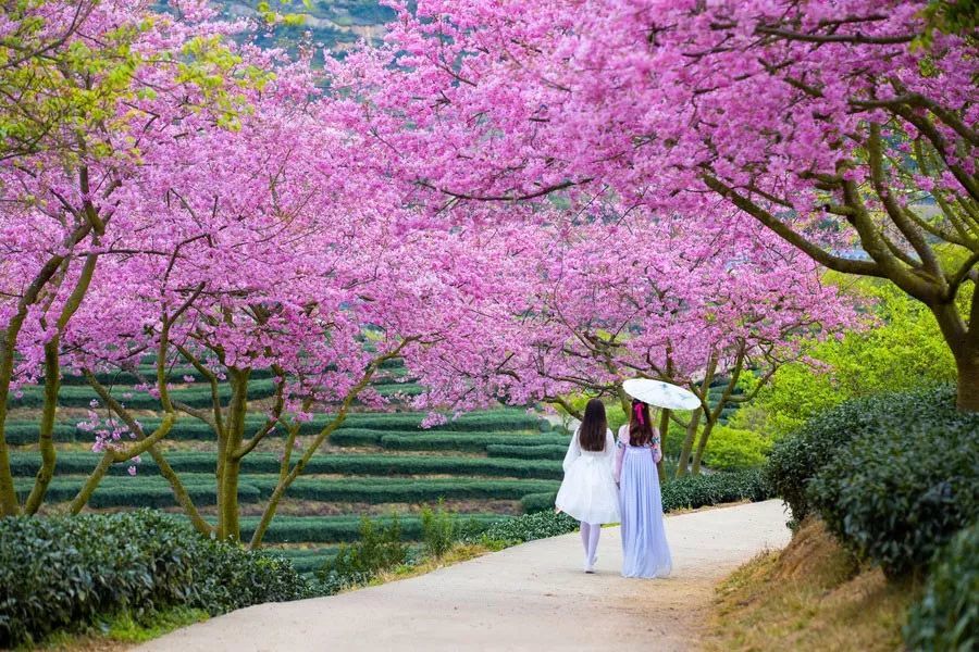 世界最大的櫻花園藏在中國福建花開成海