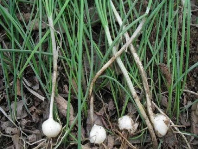 在田间地头,有一种野菜我们这地方称它"大脑瓜"菜.