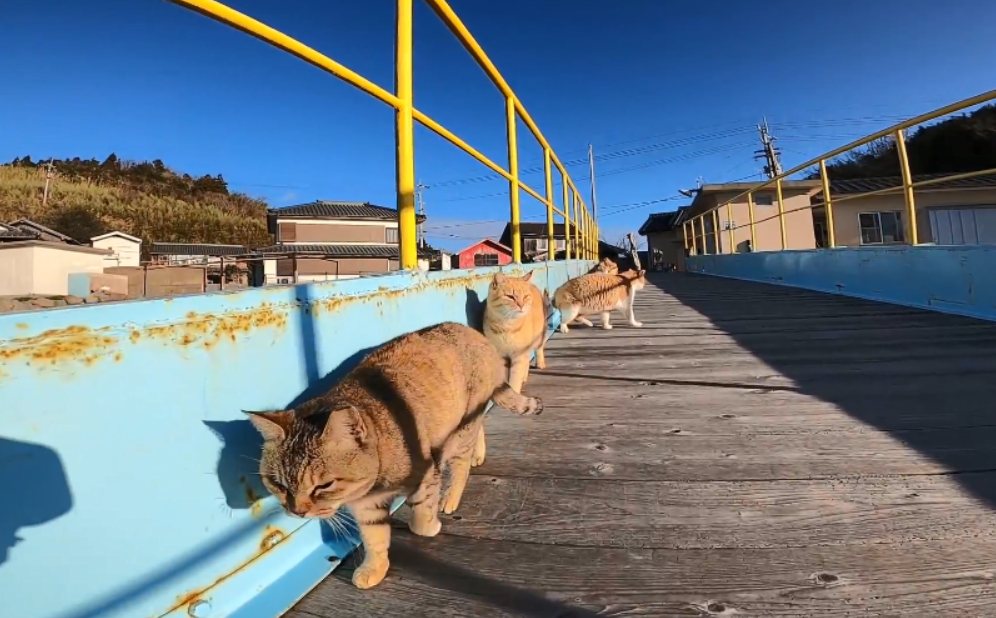 桥上蹲着一排流浪猫 大叔随便一走 身后就跟着一群猫 橘猫最多 腾讯新闻