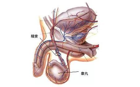 乐仁优生小百科上线你好我是尼克