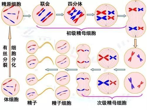 乐仁优生小百科上线你好我是尼克
