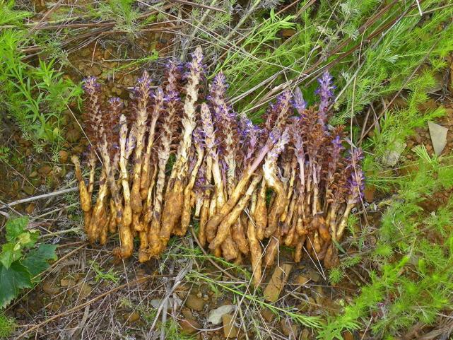 当然,传说总归是传说,草苁蓉虽然在民间被誉为"不老草",并非真有那么