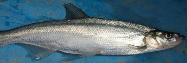 想创业该如何高效养殖翘嘴红鲌这几个技术教给你