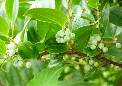 墙头发现一株大绿藤名字头一回听说吃起来却嫩得停不下