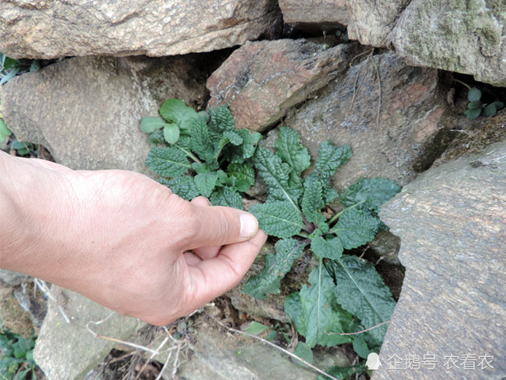 曾是不起眼杂草,如今成稀罕野菜,煎水有特效,价格越来越高