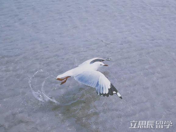 墨尔本世界排名2020_2020全球最宜居城市排行榜出炉,墨尔本悉尼上榜!