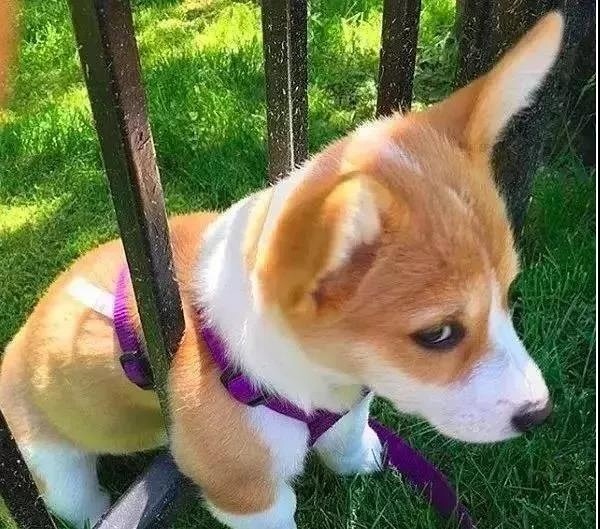 世界上最大的柯基比同类大两倍跟成年人一样高网友古巨基