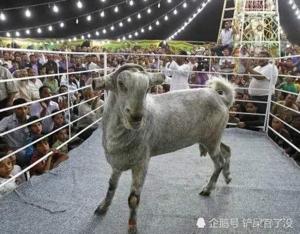 中东人眼中最美丽的羊售价45万一只网友我们欣赏不来
