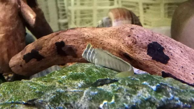 我国原生奥特曼青蛙鱼颜值一言难尽还有人喜欢