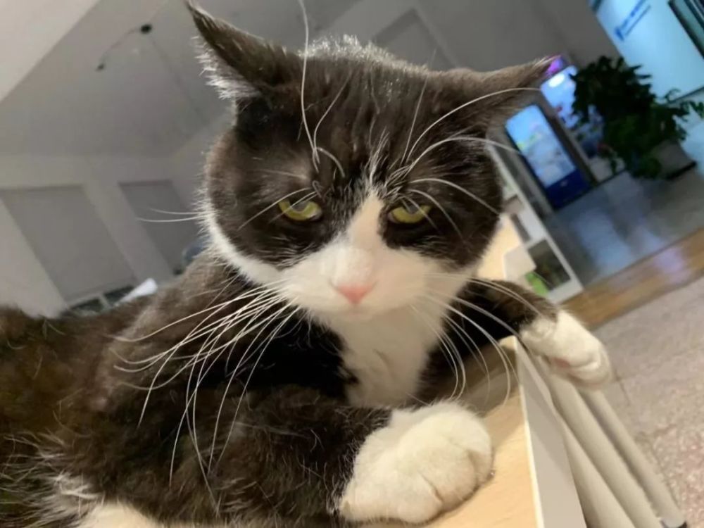 我这辈子都不可能养猫的 腾讯新闻