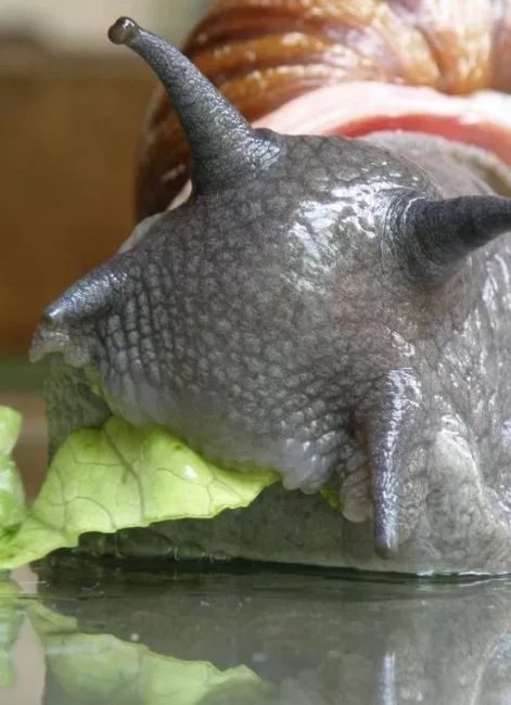 螺的尾巴能不能吃里面是黄还是屎