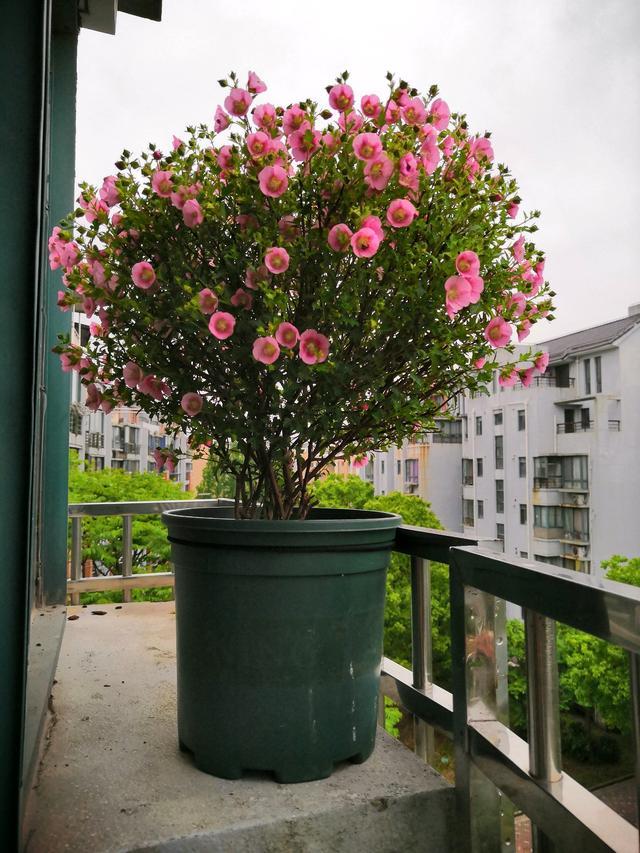 此种小型木本植物 能花开一整年 种植养护容易 很适合阳台盆栽 腾讯新闻