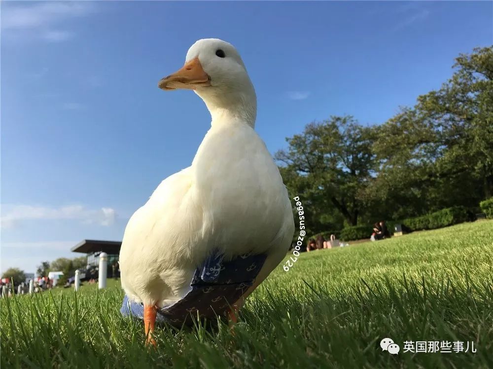 柯尔鸭性格比较温顺,个头较小,体长约30厘米,即使是成鸭体重一般也不