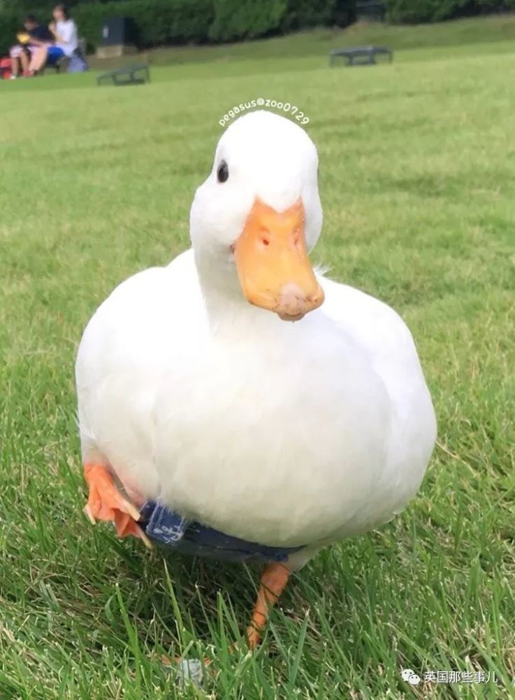 身价近万的鸭鸭被遗弃.好在被领养后,它的日子真.美汁汁