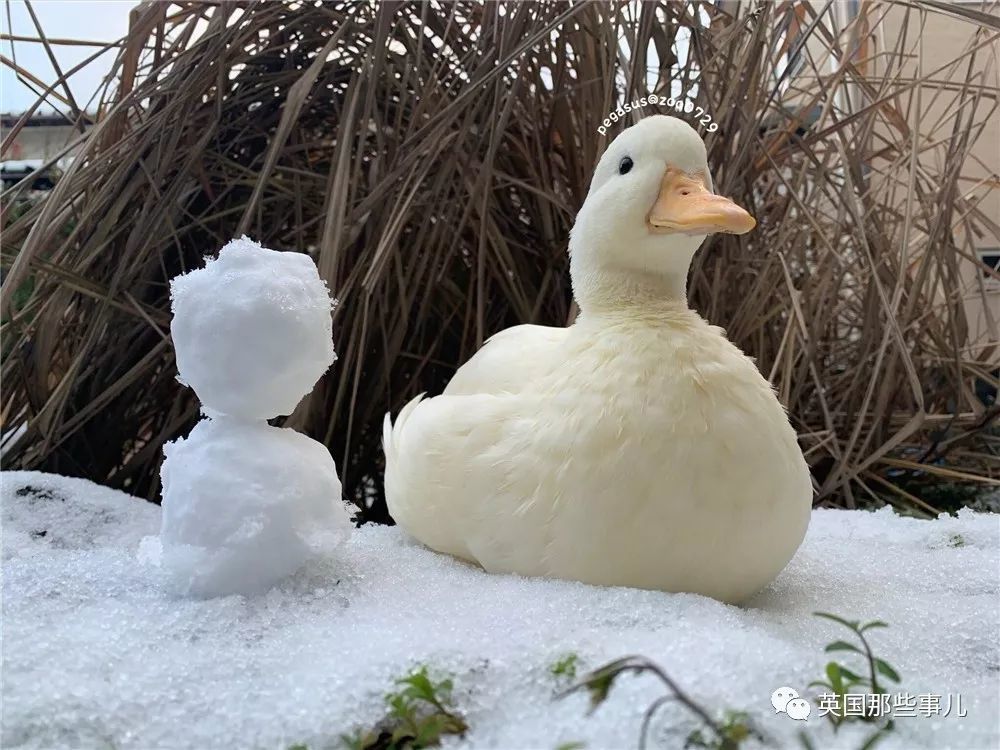 下雪了还有同款雪人.