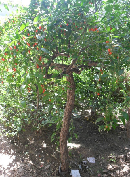 春暖枯木生,田间老老枸杞树发芽了,按照4步挖桩栽培