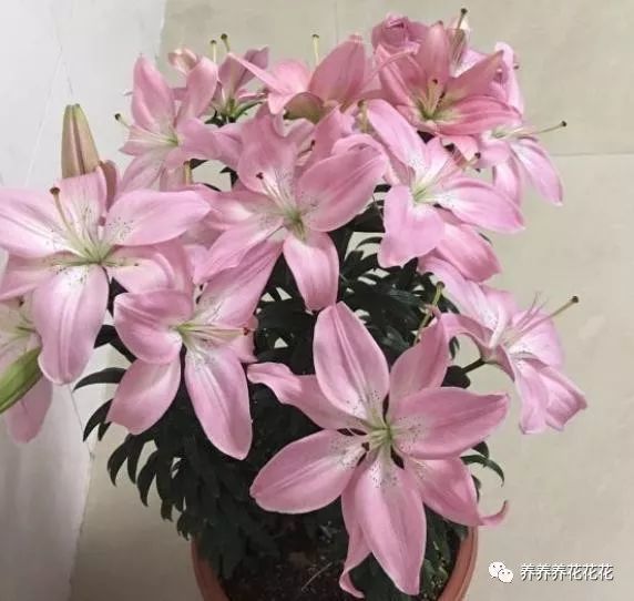 百合花开完花别扔了 找个袋子一装 来年接着开爆盆 腾讯新闻