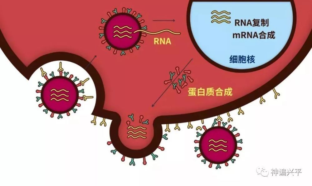 氮,碳,氫為主,合成了氨基酸,並按照一定的順序(rna/dna)組成了蛋白質