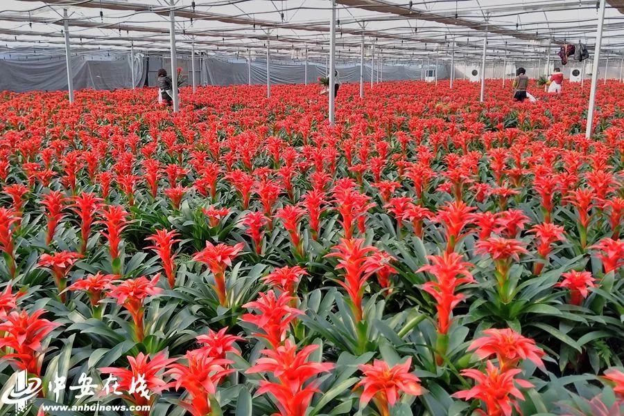 泗县鲜花店：一束花的美好寓意