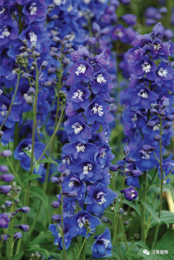 全球首发 | 新品种推送之大花飞燕草