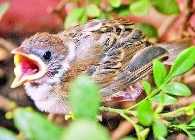 最常见的野味小麻雀 携禽流感病毒 元朝曾让湖北一个镇 绝户 腾讯新闻